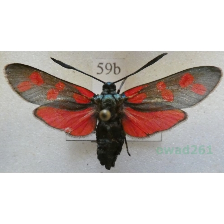 Zygaena filipendulae (Linnaeus, 1758) Kraśnik sześcioplamek Slovakia59b